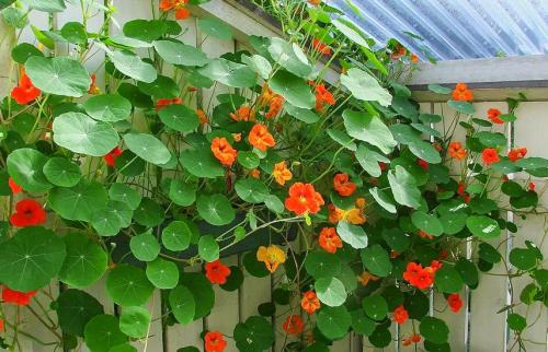 Вьющиеся однолетние растения для забора. Вьющиеся растения для забора, беседок и стен – выбираем среди однолетников