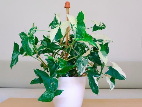 Вьющиеся комнатные растения: названия. Вьющиеся комнатные растения: применение в домашних условиях, на участке, в саду и в ландшафтном дизайне (130 фото)