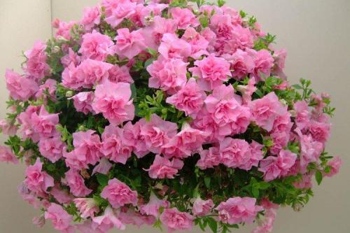 Висячие цветы названия. Ампельные цветы: фото, названия и описания (каталог)