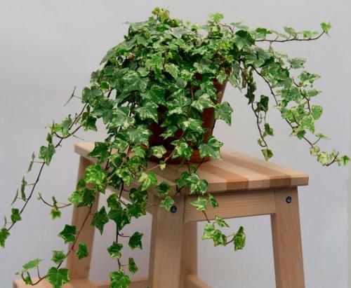 Вьющиеся комнатные растения: названия. Вьющиеся комнатные растения: применение в домашних условиях, на участке, в саду и в ландшафтном дизайне (130 фото)