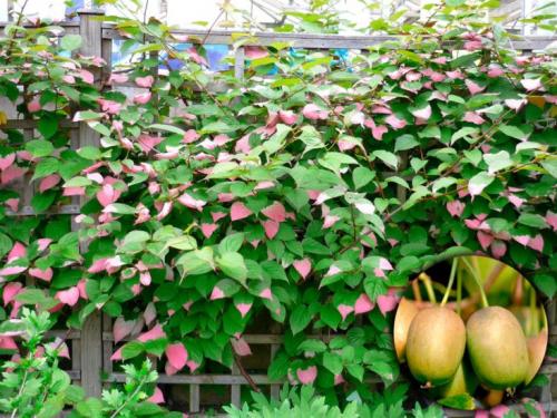 13 лучших вьющихся растений для забора. Популярные виды