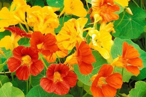 Висячие цветы названия. Ампельные цветы: фото, названия и описания (каталог)