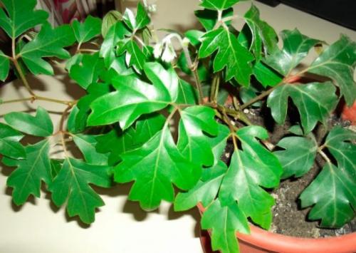 Вьющиеся комнатные растения с мелкими листьями. Интерьер вашего дома с вьющимися комнатными цветами