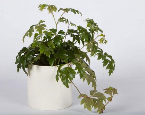 Вьющиеся комнатные растения: названия. Вьющиеся комнатные растения: применение в домашних условиях, на участке, в саду и в ландшафтном дизайне (130 фото)