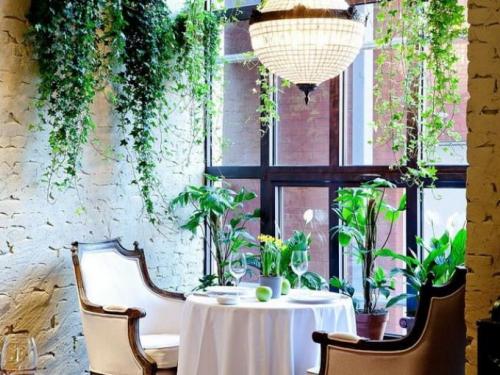 Вьющиеся комнатные растения с мелкими листьями. Интерьер вашего дома с вьющимися комнатными цветами