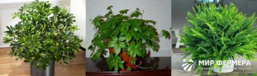 Теневыносливые лианы для дома. Теневыносливые комнатные растения