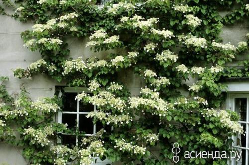 5 красивых лиан для тенистого сада. Теневыносливые лианы