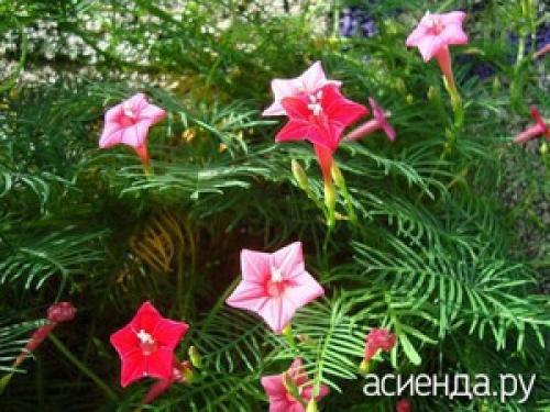 Неприхотливые лианы для дачи. Выбираем неприхотливые вьюны и лианы