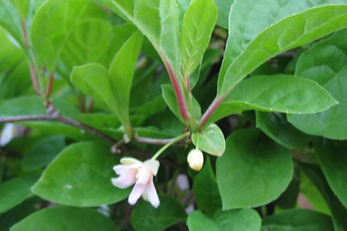 Съедобные лианы. Самый целебный