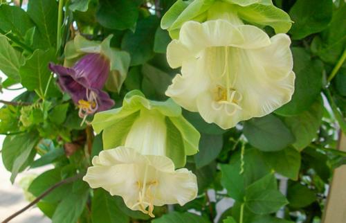 Вьющиеся однолетние растения для забора. Вьющиеся растения для забора, беседок и стен – выбираем среди однолетников