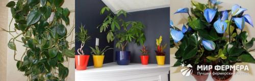 Теневыносливые лианы для дома. Теневыносливые комнатные растения