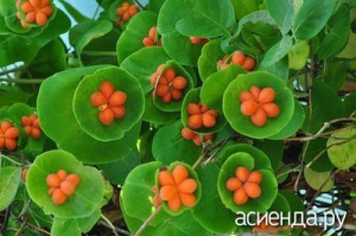 Неприхотливые лианы для дачи. Выбираем неприхотливые вьюны и лианы