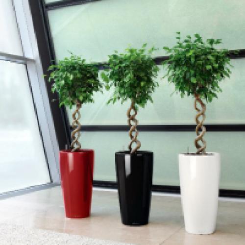 Теневыносливые лианы для дома. Теневыносливые комнатные растения