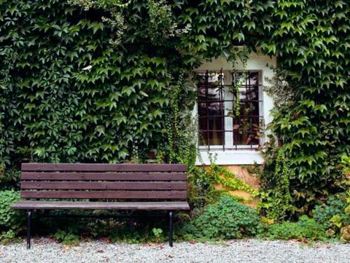 Красивоцветущие лианы. 10 цветущих лиан для сада