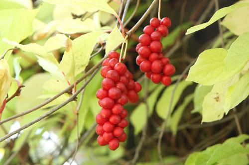 Съедобные лианы. Самый целебный