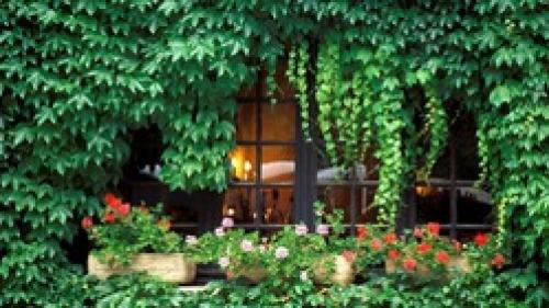 Неприхотливые лианы для дачи. Выбираем неприхотливые вьюны и лианы