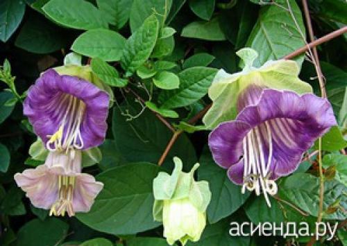 Неприхотливые лианы для дачи. Выбираем неприхотливые вьюны и лианы