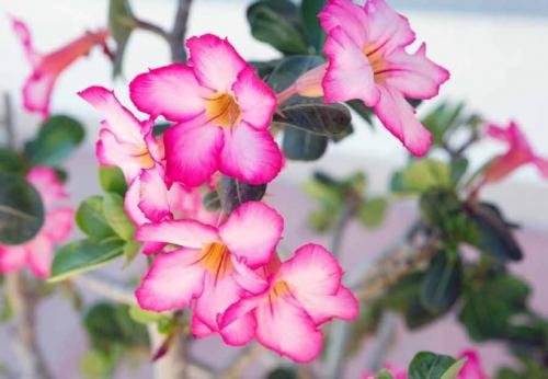 Вьющиеся комнатные растения с мелкими листьями. Интерьер вашего дома с вьющимися комнатными цветами