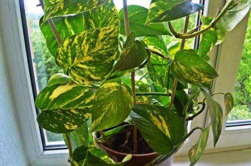 Вьющиеся комнатные растения с мелкими листьями. Интерьер вашего дома с вьющимися комнатными цветами