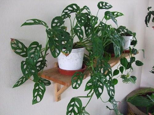 Вьющиеся комнатные растения с мелкими листьями. Интерьер вашего дома с вьющимися комнатными цветами
