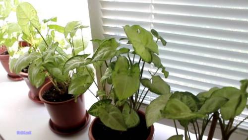 Вьющиеся комнатные растения с мелкими листьями. Интерьер вашего дома с вьющимися комнатными цветами