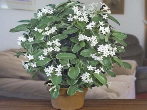 Вьющиеся комнатные растения с мелкими листьями. Интерьер вашего дома с вьющимися комнатными цветами