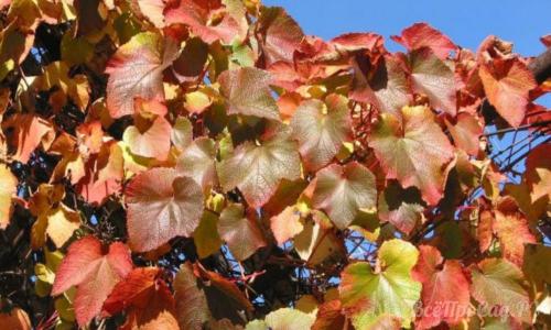 Вечнозеленые вьющиеся растения для забора. Вьющиеся растения для забора