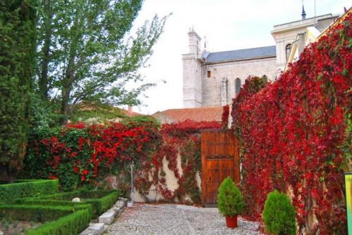 Какие вьющиеся растения выбрать. Многолетние вьюны с декоративными листьями