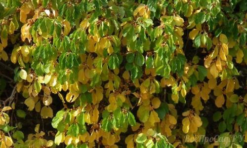 Вечнозеленые вьющиеся растения для забора. Вьющиеся растения для забора