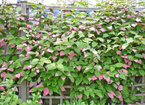 Какие вьющиеся растения выбрать. Многолетние вьюны с декоративными листьями