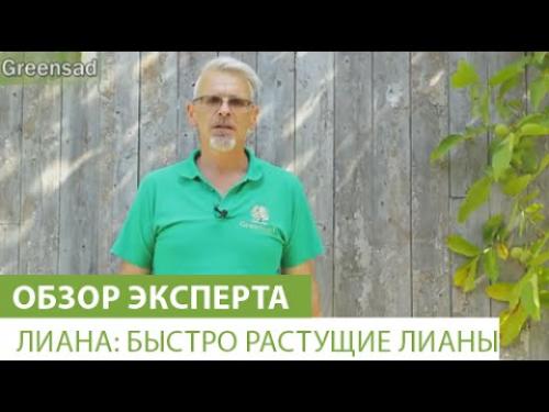 Самые морозостойкие лианы в моём саду. Декоративные многолетние лианы 04 Самые морозостойкие лианы в моём саду. Декоративные многолетние лианы 04