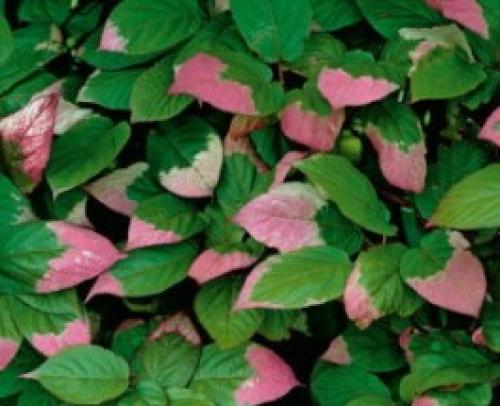 Самые морозостойкие лианы в моём саду. Декоративные многолетние лианы 09 Самые морозостойкие лианы в моём саду. Декоративные многолетние лианы 09