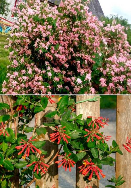 Вечнозеленые лианы для живой изгороди