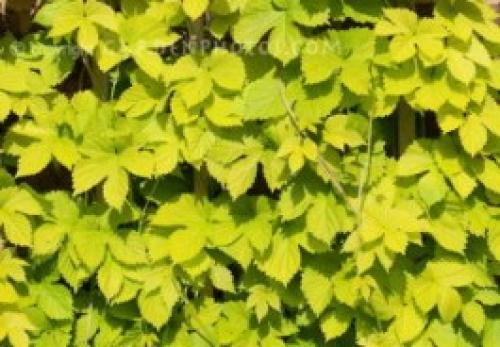 Самые морозостойкие лианы в моём саду. Декоративные многолетние лианы 12 Самые морозостойкие лианы в моём саду. Декоративные многолетние лианы 12