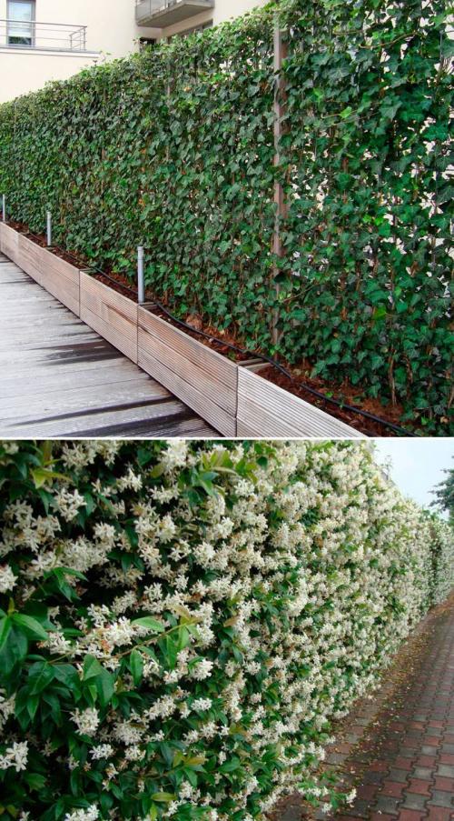 Вечнозеленые лианы для живой изгороди