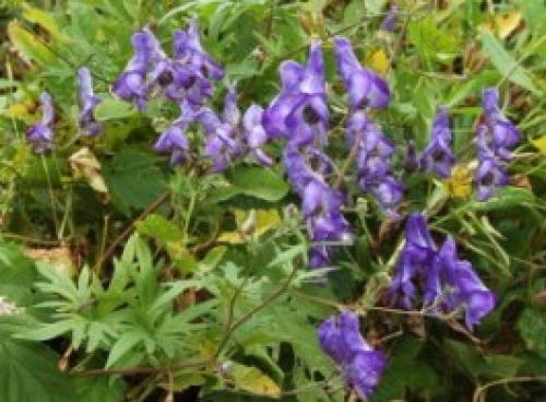 Самые морозостойкие лианы в моём саду. Декоративные многолетние лианы 07 Самые морозостойкие лианы в моём саду. Декоративные многолетние лианы 07