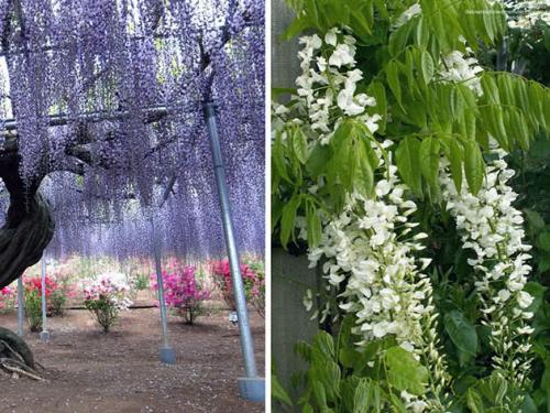 Красивоцветущие лианы. 10 цветущих лиан для сада