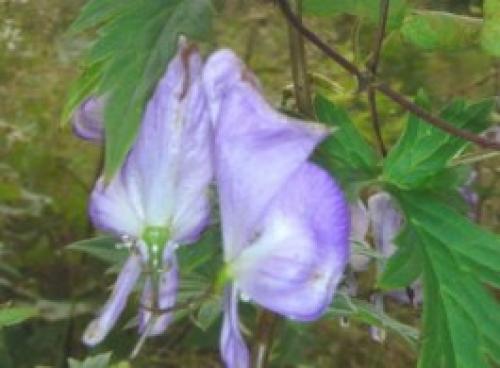 Самые морозостойкие лианы в моём саду. Декоративные многолетние лианы 06 Самые морозостойкие лианы в моём саду. Декоративные многолетние лианы 06