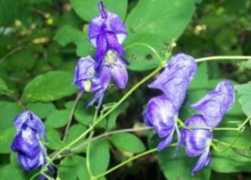 Самые морозостойкие лианы в моём саду. Декоративные многолетние лианы 08 Самые морозостойкие лианы в моём саду. Декоративные многолетние лианы 08