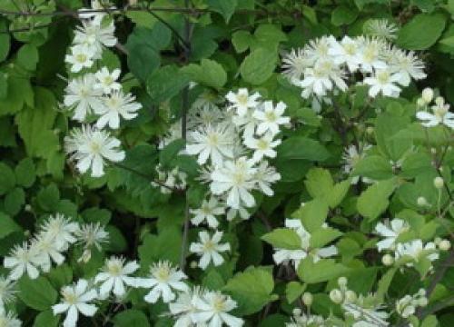 Самые морозостойкие лианы в моём саду. Декоративные многолетние лианы 10 Самые морозостойкие лианы в моём саду. Декоративные многолетние лианы 10