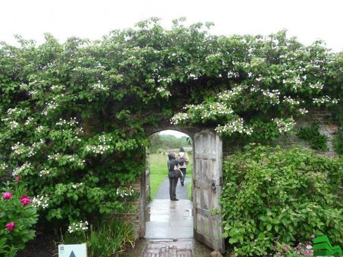 Вечнозеленые лианы для живой изгороди
