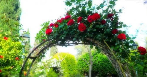 Цветочные арки. Конструкции арок