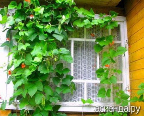 Однолетние лианы для сада. Однолетние лианы в саду