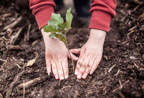 Когда сажать деревья весной. Выбор сроков
