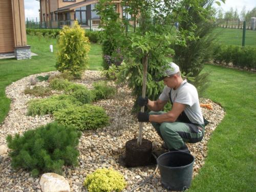 Посадка деревьев осенью. Плюсы и минусы осенней посадки