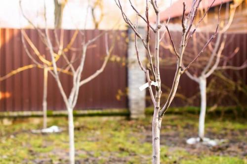 Когда сажать плодовые деревья осенью. Осенью 04 Когда сажать плодовые деревья осенью. Осенью 04