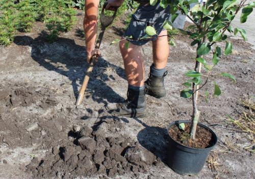 Когда сажать плодовые деревья осенью. Осенью 01 Когда сажать плодовые деревья осенью. Осенью 01