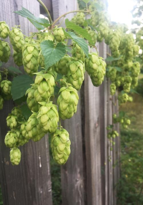 Многолетние лианы для средней полосы. Лианы средней полосы. Какие растения подойдут для вертикального сада?