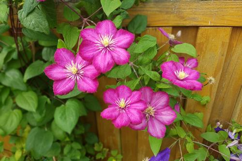 Многолетние лианы для средней полосы. Лианы средней полосы. Какие растения подойдут для вертикального сада?