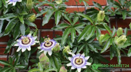 Самые красивые сорта вьющихся лиан. Вертикальное озеленение: лучшие плетистые растения 02 Самые красивые сорта вьющихся лиан. Вертикальное озеленение: лучшие плетистые растения 02